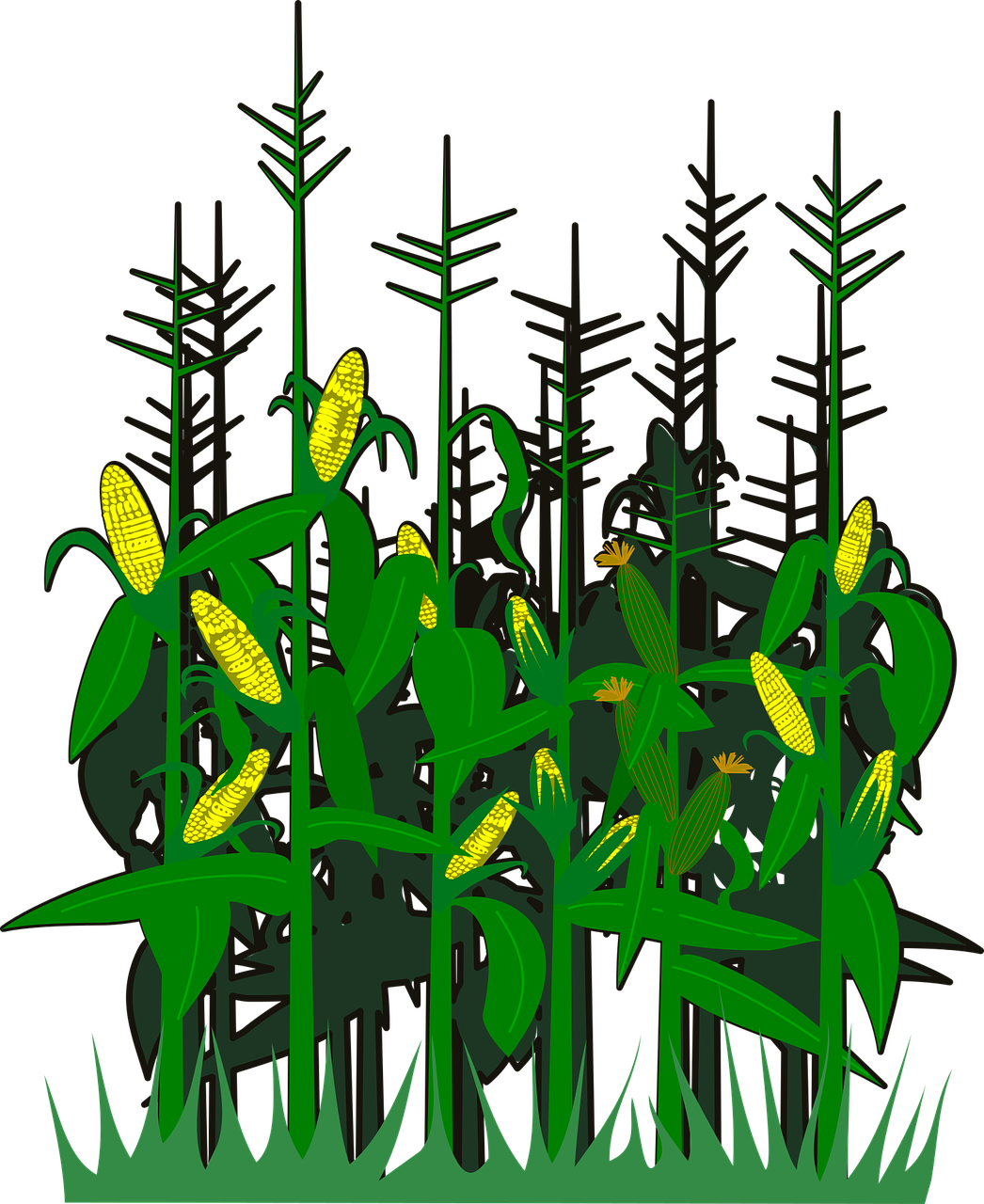 Corn,svg,vector,free Vector Graphics,free Pictures, Clipart (1046x1280), Png Download