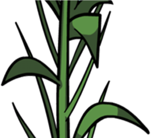 Corn Clipart Corn Leaf - Png Download (640x480), Png Download
