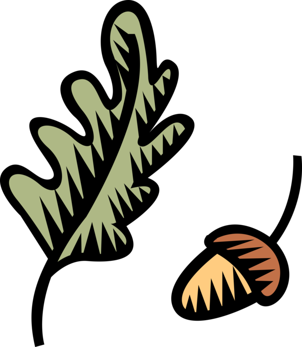 Vector Illustration Of Acorn Seed Nut With Oak Leaf Clipart (610x700), Png Download