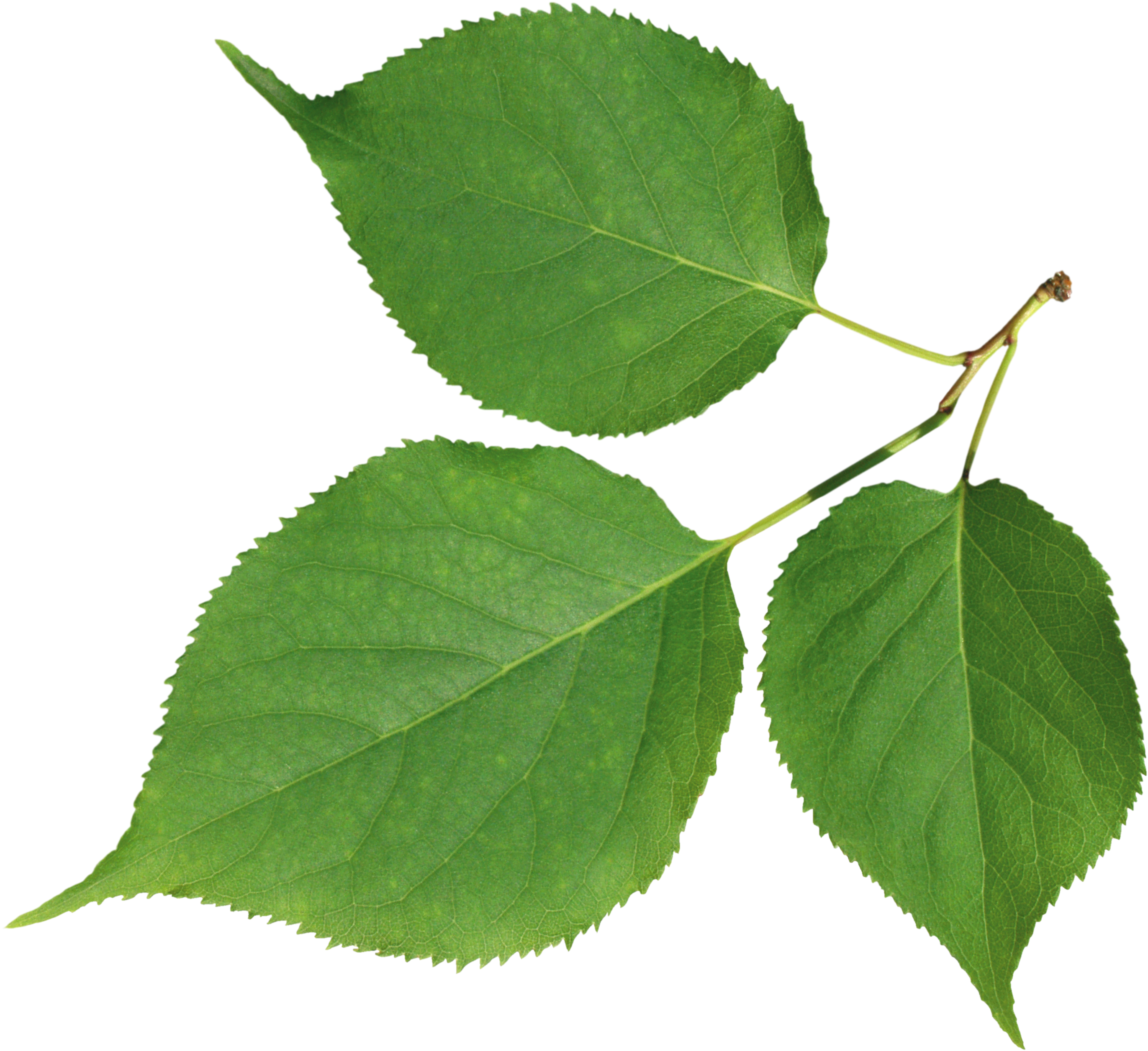 Information Desktop Wallpaper Leaf Clip Art - Png Download (2743x2511), Png Download