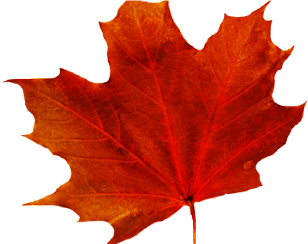 Maple Leaf Clipart Red Leaf - Png Download (640x480), Png Download