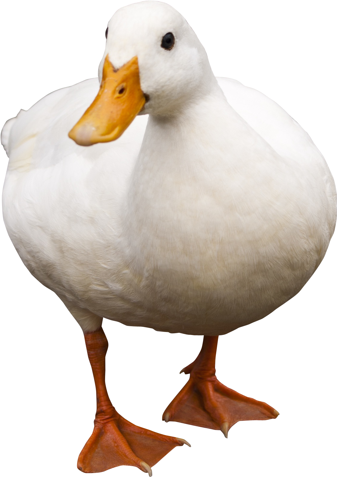 Duck Clipart Images - Png Download (1508x1770), Png Download