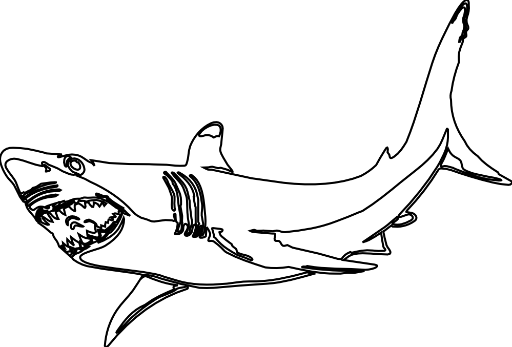 Clipart Of Great, Shark The And Shark Of - Png Download (999x677), Png Download