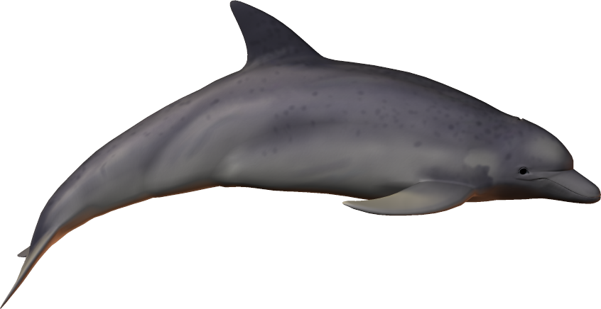 Bottlenose Dolphin Clipart Clear Background - Png Download (846x436), Png Download
