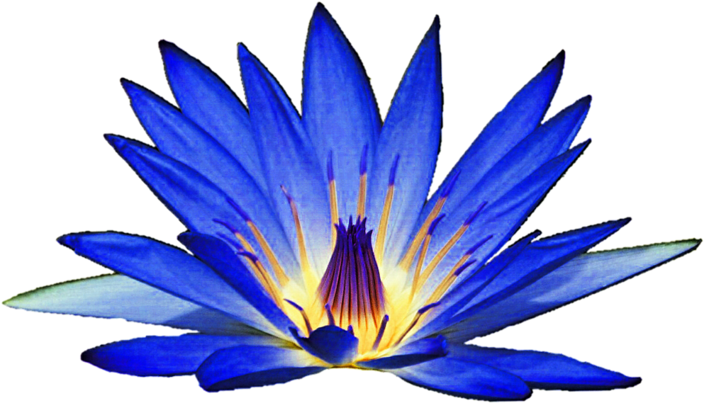 Blue Lily Clipart Clipground Rose Clip Art Free Free - Png Download (1024x588), Png Download