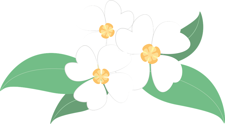 White Flower Clipart Bunga - Png Download (960x529), Png Download