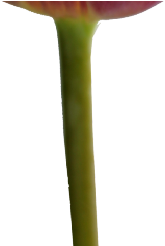 Tulip Clipart 4 Flower - Png Download (640x480), Png Download