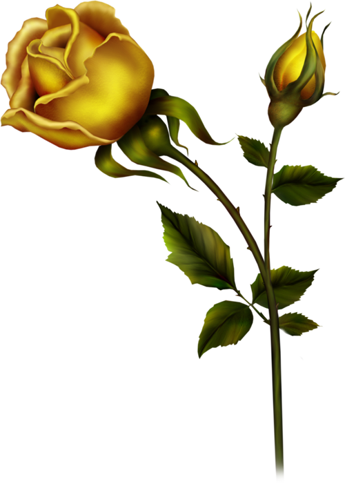 Yellow Roses, Beautiful Roses, Floral, Rose Buds, Illustration, Clipart (500x701), Png Download
