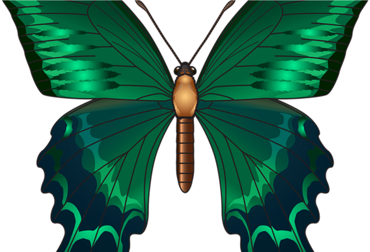 Green Butterfly Png Clip Art Image Butterfly's Pinterest Transparent Png (1368x855), Png Download