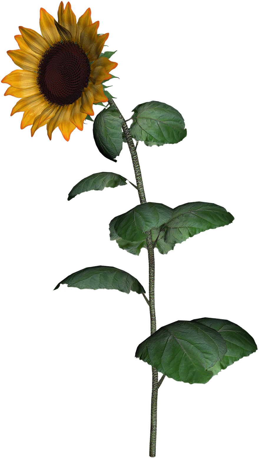Sunflower Clipart With Leaf Png Images Transparent Png (1132x1600), Png Download