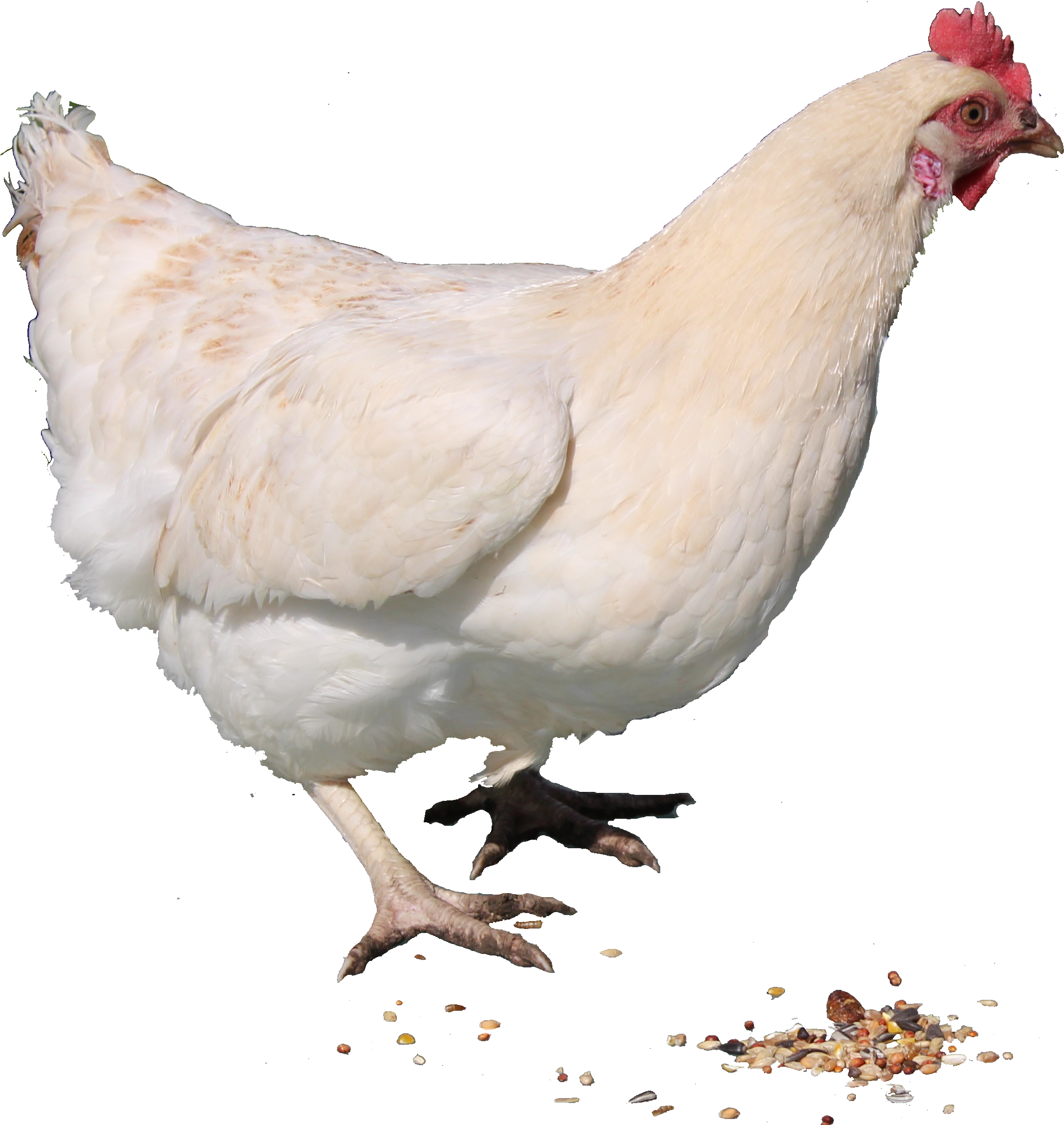 White Chicken Png Image Clipart (2250x2316), Png Download