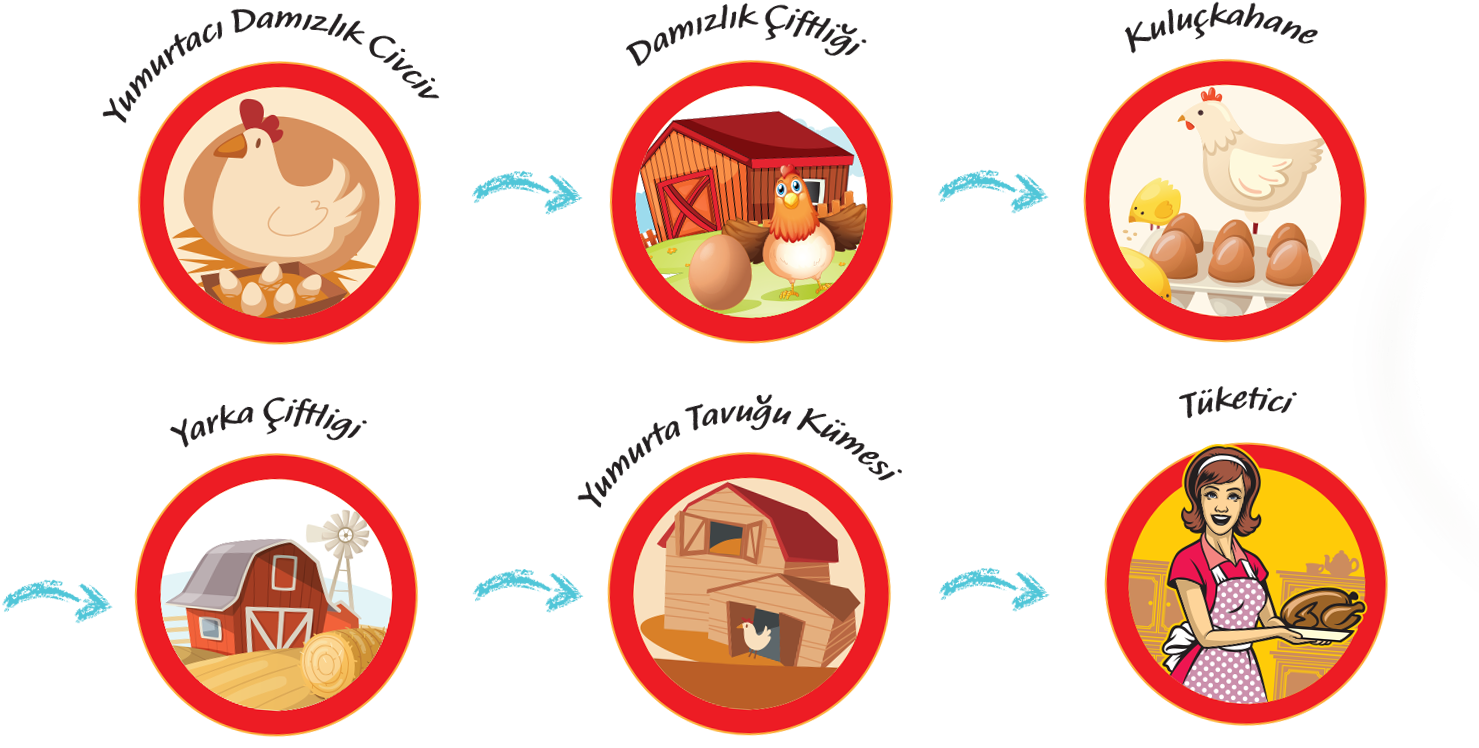 Yumurta, Insan Beslenmesinde Yer Alan En Mükemmel Gıdalardan Clipart (1503x814), Png Download