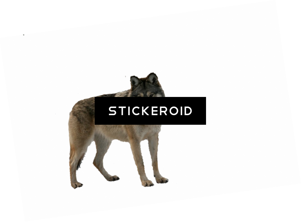 Wolf Animals Clipart (973x719), Png Download