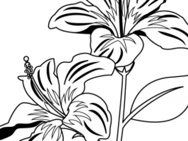 Plants Clipart Gumamela - Png Download (640x480), Png Download