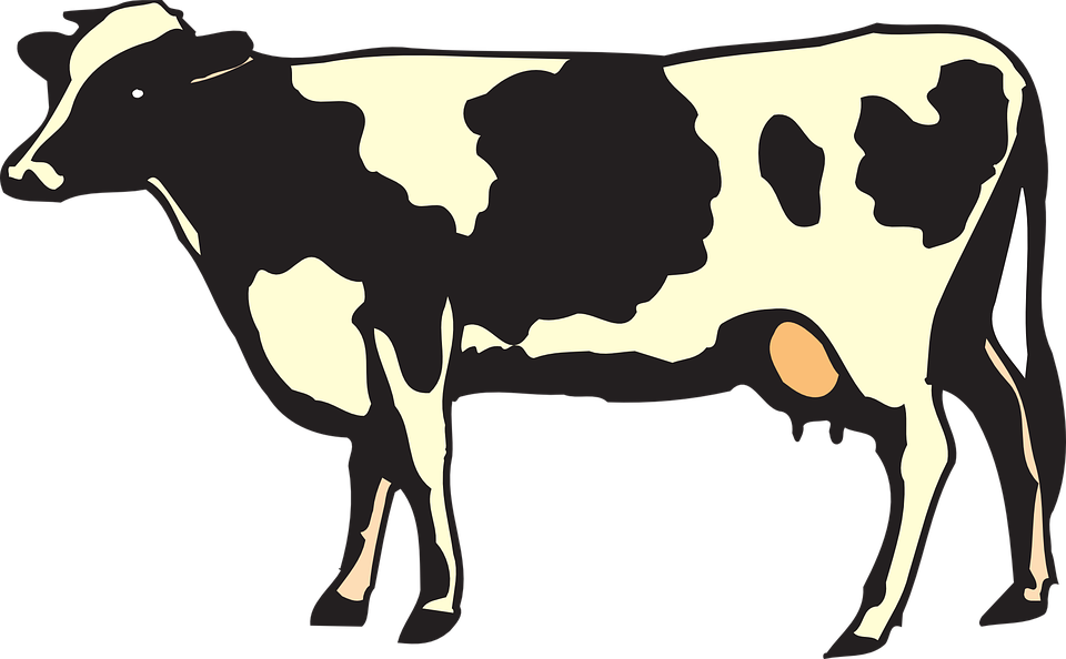 Clipart Of Livestock, Cow To And Cow A - Png Download (960x594), Png Download