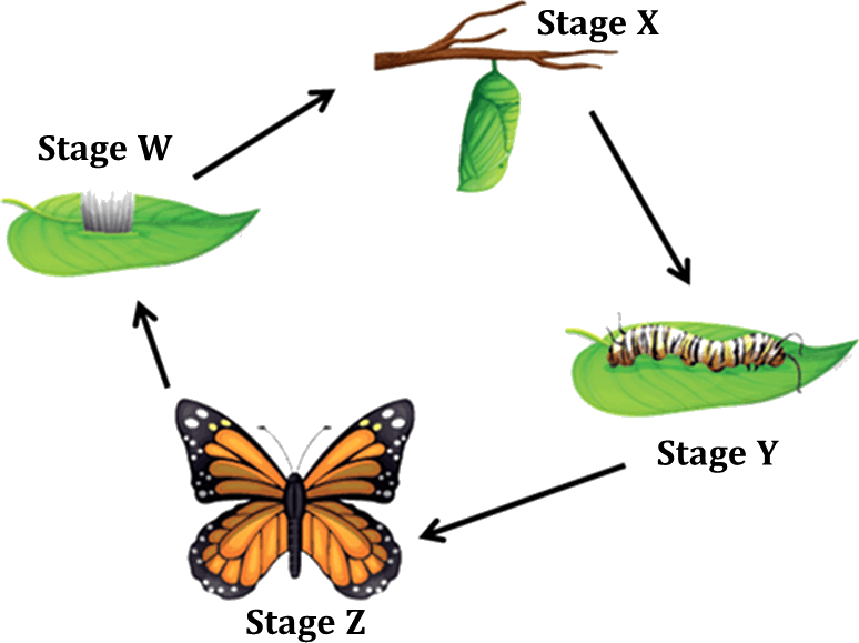 Figure Shows The Life Cycle Of A Butterfly Clipart (774x579), Png Download
