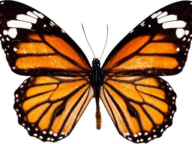 Images Of Butterfly Clipart (640x480), Png Download