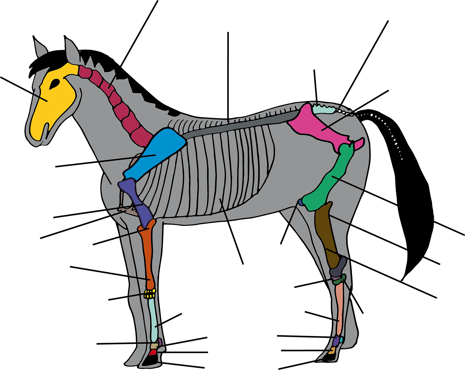 Réviser Son Galop Clipart (1772x1412), Png Download