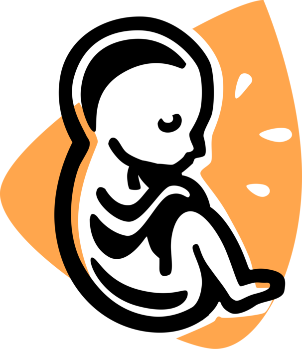 Vector Illustration Of Fetus Prenatal Human Between Clipart (606x700), Png Download