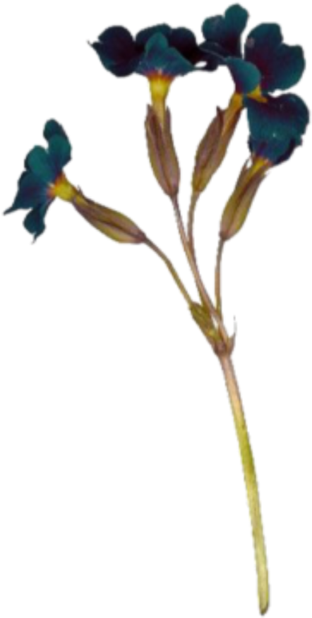 Wildflower Sticker Clipart (1024x1024), Png Download