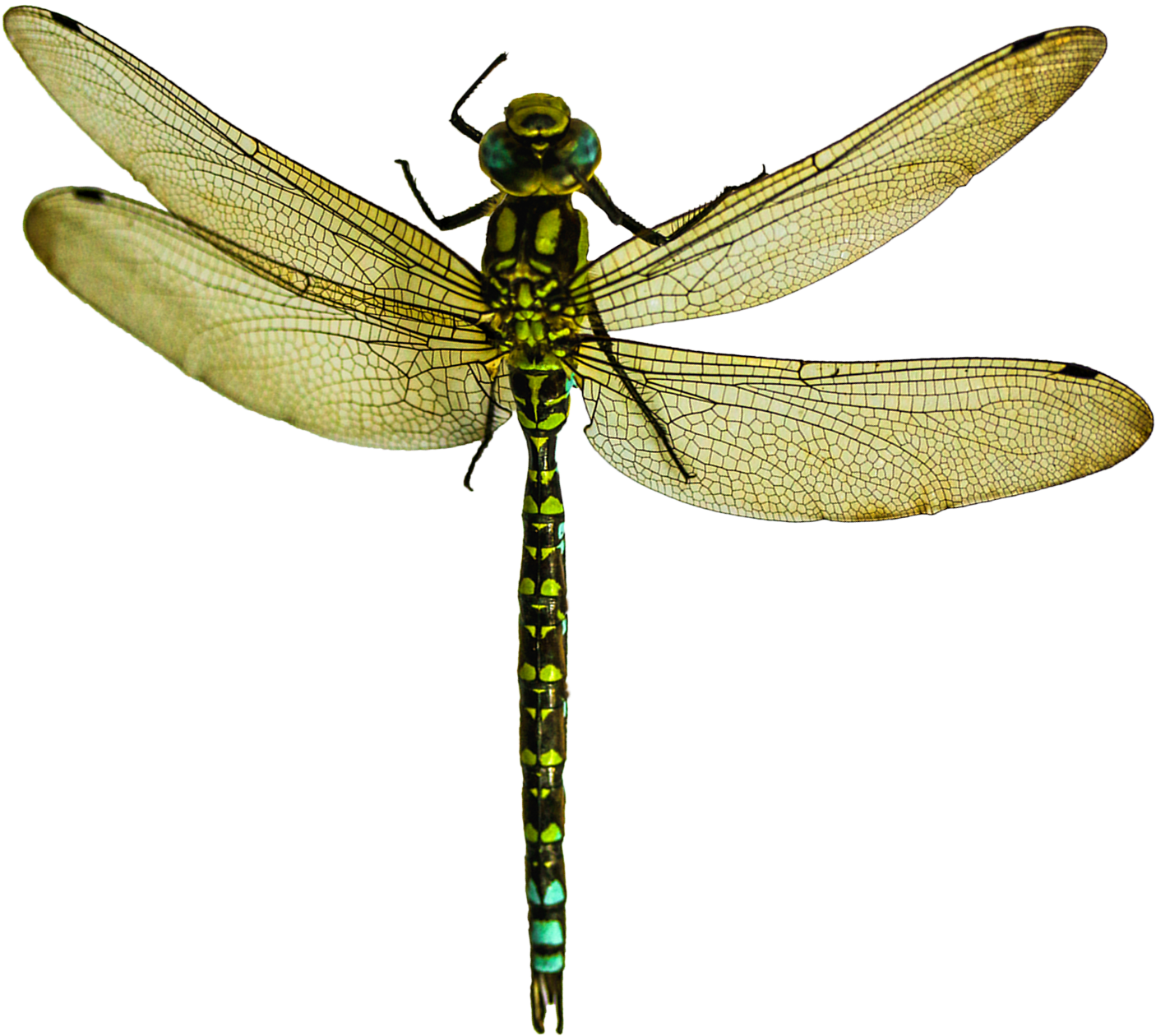 Image Dragonfly Clipart (1583x1440), Png Download
