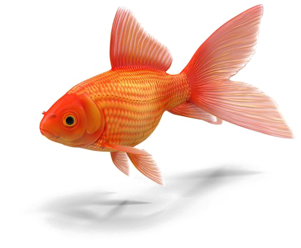 Goldfish Transparent Png Clipart (600x600), Png Download