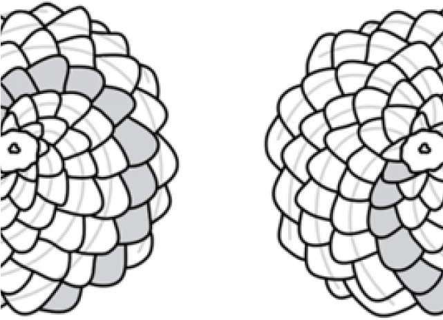 Drawn Pine Cone Black And White Clipart (640x480), Png Download