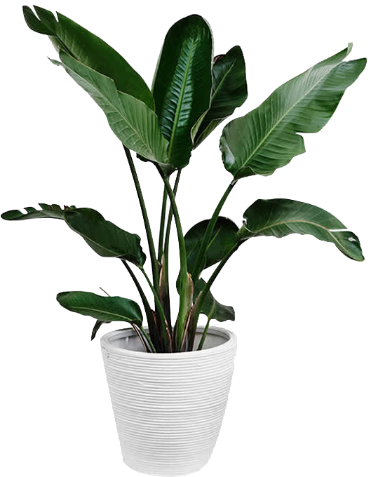 Plants Plant Leaf Arecaceae Palm Branch Green Clipart - Png Download (610x919), Png Download