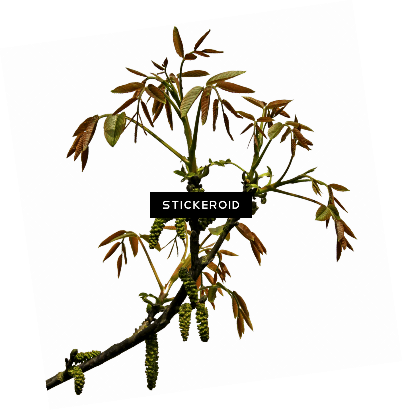 Spring Branch Clipart (1412x1441), Png Download