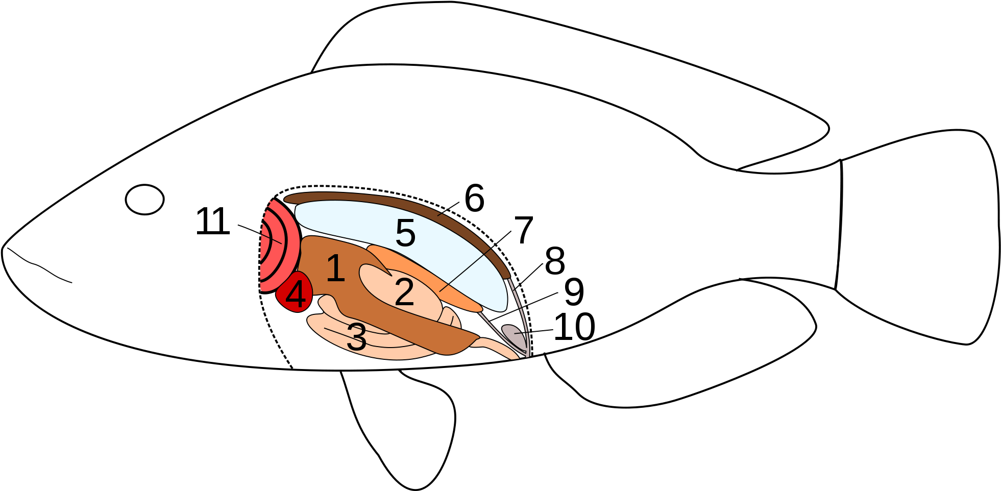 Innere Organe Eines Knochenfischs Clipart (2000x1042), Png Download