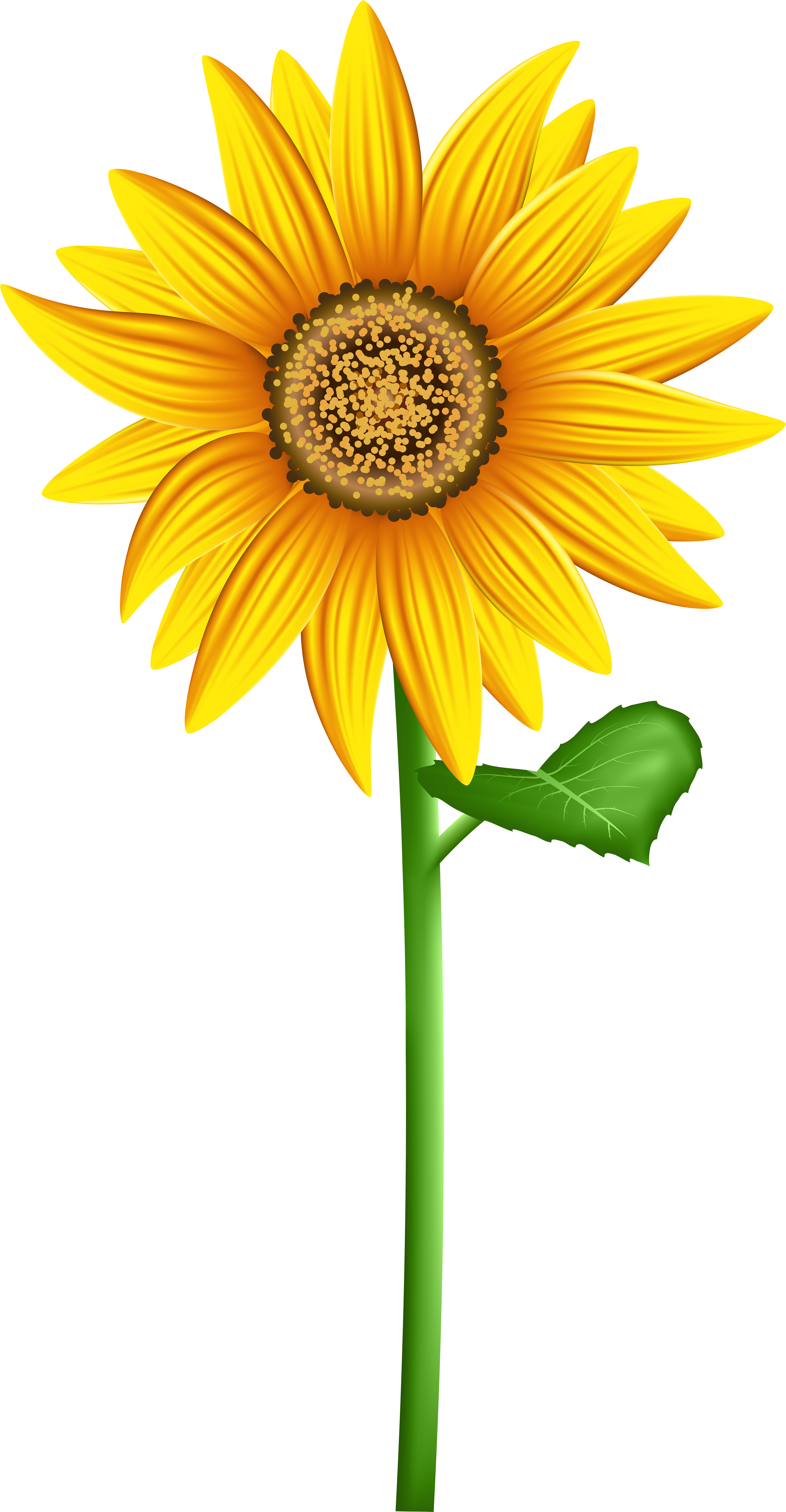 Transparent Background Sunflower Clipart - Png Download (4241x8000), Png Download