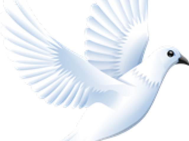 White Dove Clipart Clip Art - Clip Art - Png Download (640x480), Png Download