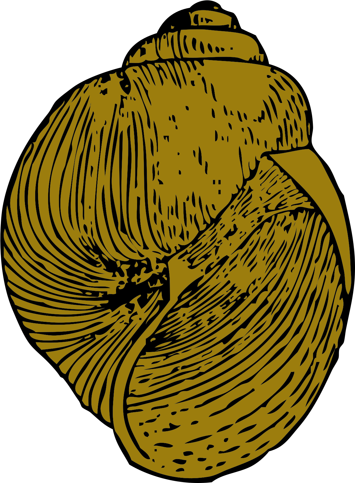 Free Snail Shell - Keong Vektor Clipart (590x800), Png Download