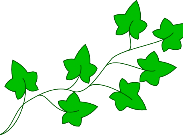 Drawn Jungle Free Clip Art - Cartoon Poison Ivy Leaves - Png Download (640x480), Png Download