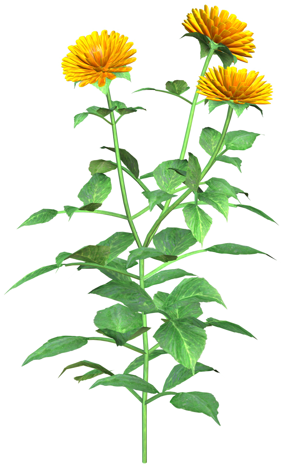 Clipart Info - Safflower - Png Download (1132x1600), Png Download