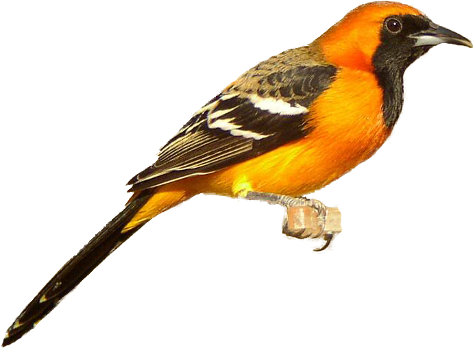 Orioles - Oriole Bird Clip Art - Png Download (697x532), Png Download