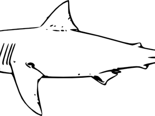 Bull Shark Clipart Simple - Great White Shark Line Art - Png Download (640x480), Png Download