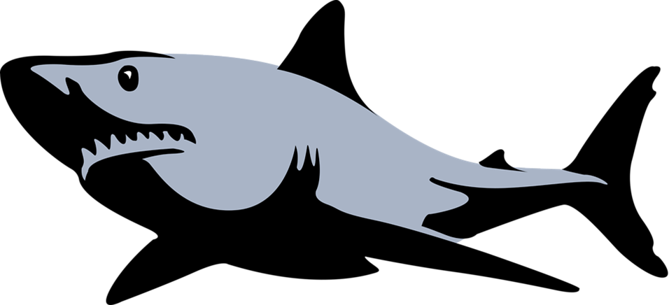Shark Fin Free Shark Pictures Download Clip Art On - Shark Clipart Black And White - Png Download (900x410), Png Download