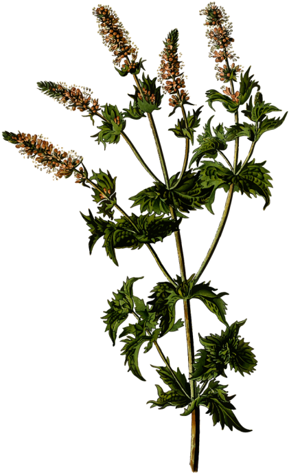 Herb Clip Art - Png Download (500x822), Png Download