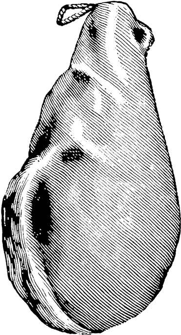 Encyclopedia Junebaby Ham Clipart (464x800), Png Download