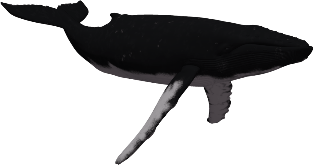 Humpback Whale Clipart Free Download Best Humpback - Png Download (1024x639), Png Download
