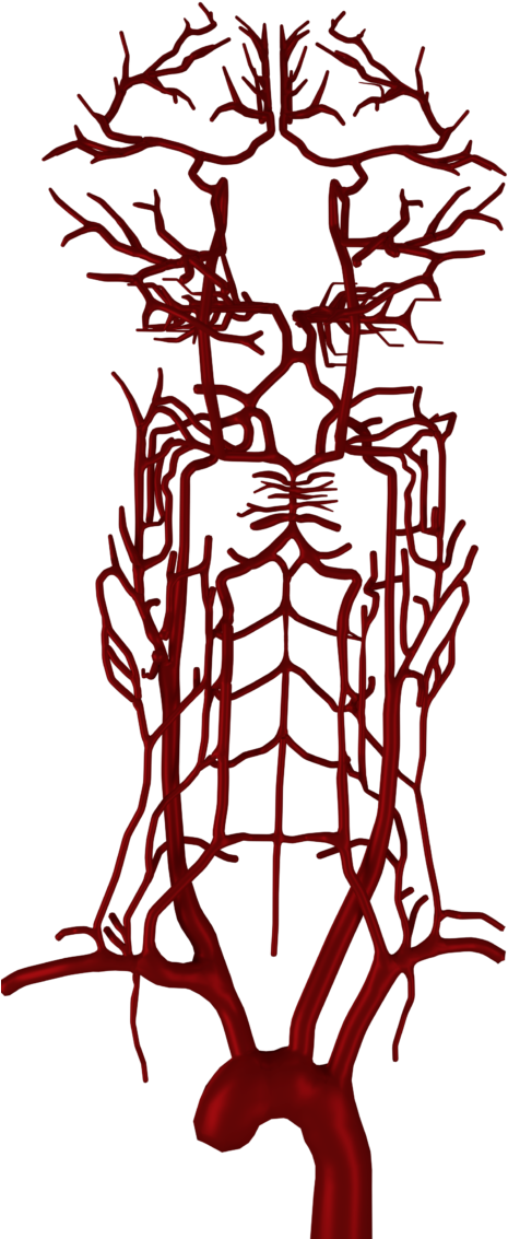 Brain Blood Vessels All 01 Clipart (768x1137), Png Download