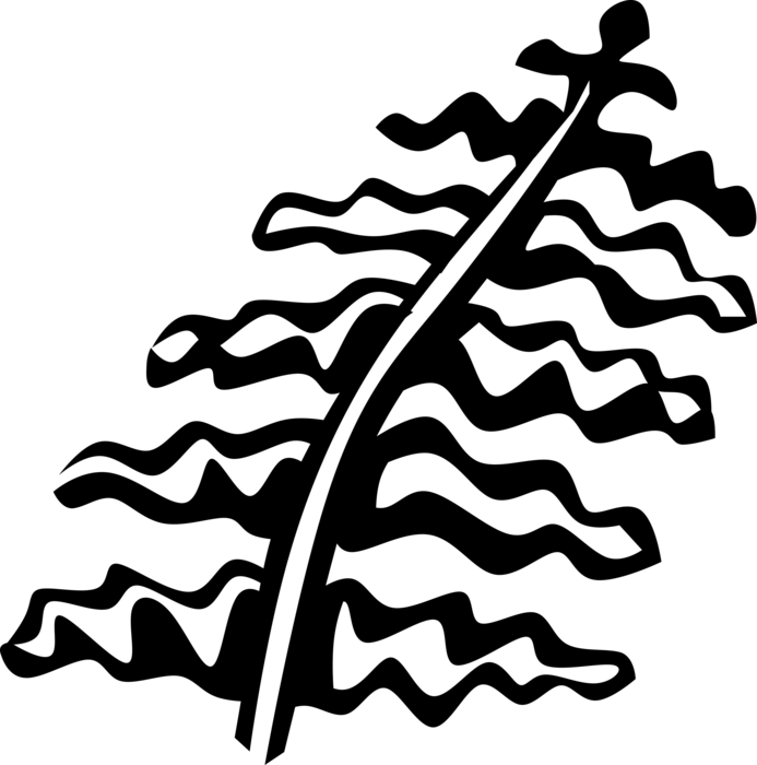 Vector Illustration Of Fern Vascular Botanical Plant Clipart (693x700), Png Download