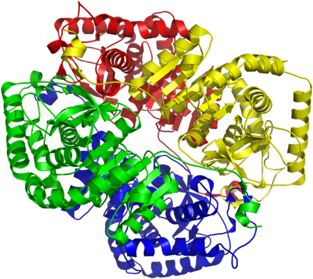 Lactate Dehydrogenase M4 1i10 Clipart (680x600), Png Download