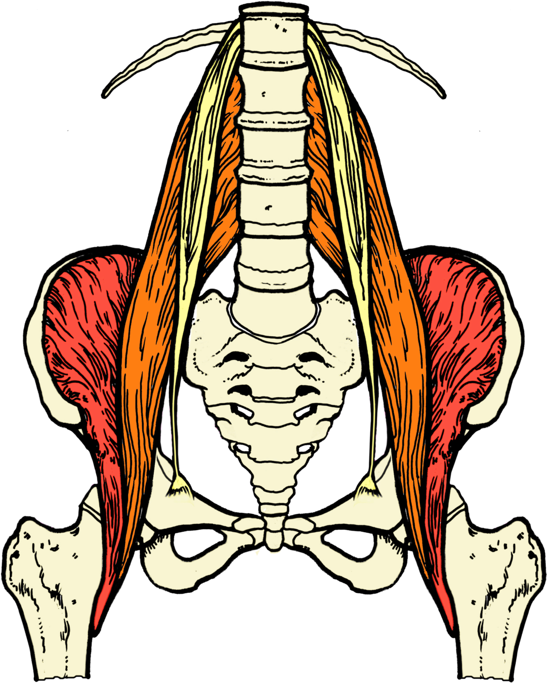 Have You Heard Of The Psoas Muscle It Is Pronounced Clipart (1131x1400), Png Download