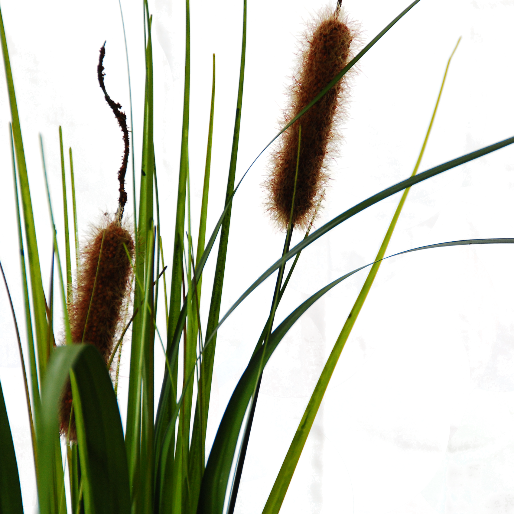 Typha Cattail Clipart (1700x1700), Png Download