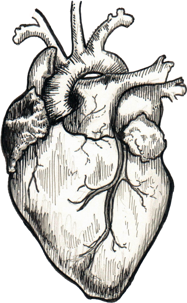 Blanket Vector Sketch Clipart (616x981), Png Download