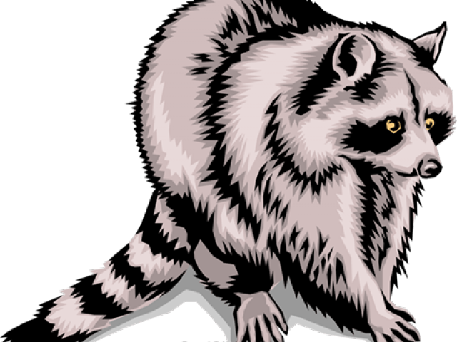 Raccoon Clipart Vertebrate - Png Download (640x480), Png Download