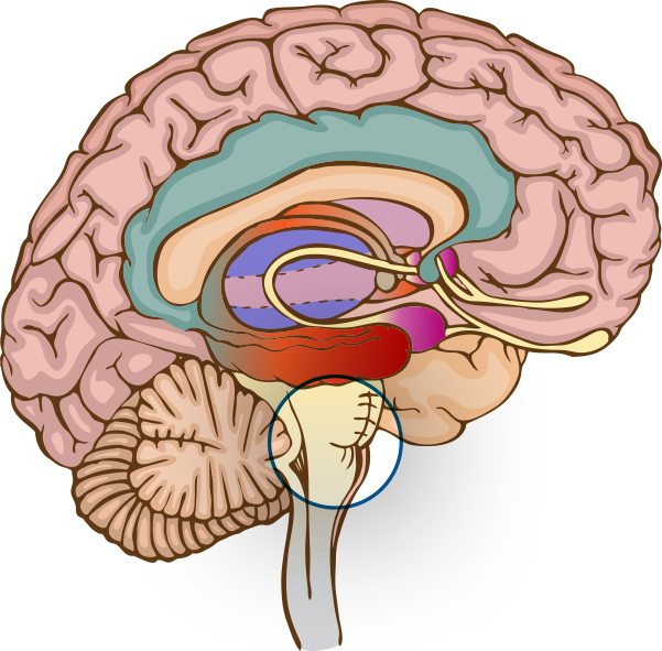 Ringing In The Ear Caused By Gaps By Dorsal Cochlear Clipart (601x591), Png Download