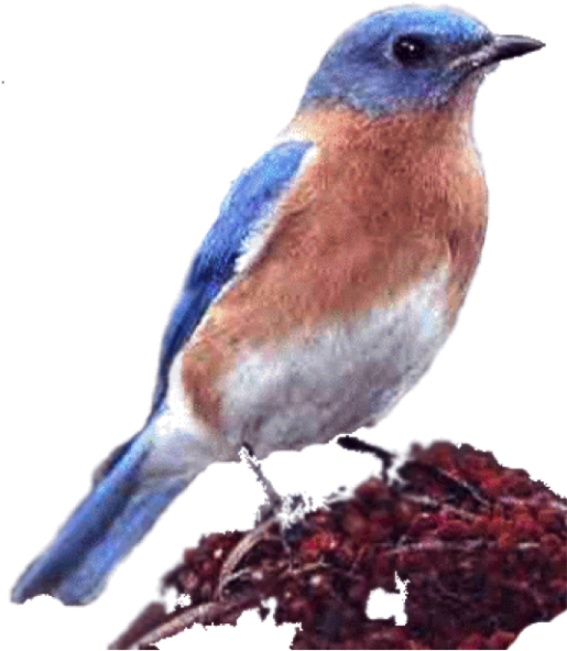 A Buzz About Bluebirds Clipart (516x600), Png Download